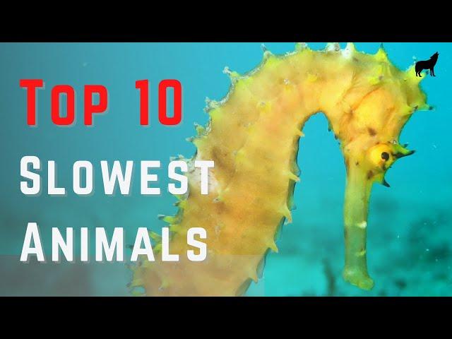 Top 10 Slowest Animals in the World - And Their Speed!