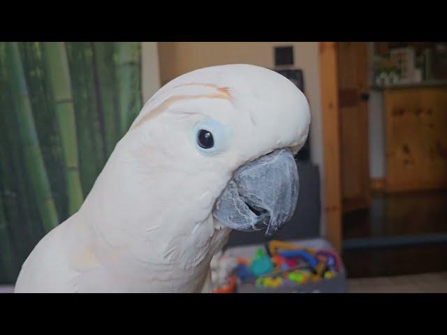 Cockatoo Talking About The Vet Visit