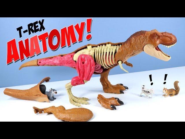 Jurassic World Tyrannosaurus Rex Anatomy Kit STEM Mattel