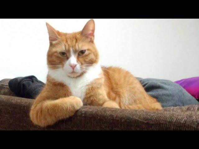 Funny Orange CATS with two braincells you will remember and LAUGH all day!