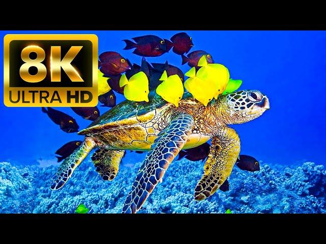 THE OCEAN - 8K (60FPS) ULTRA HD - With Nature Sounds (Colorfully Dynamic)