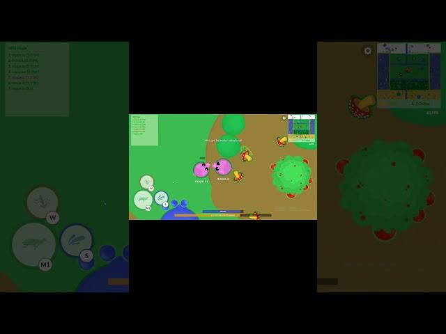 Pigs 1v1 in wildmope