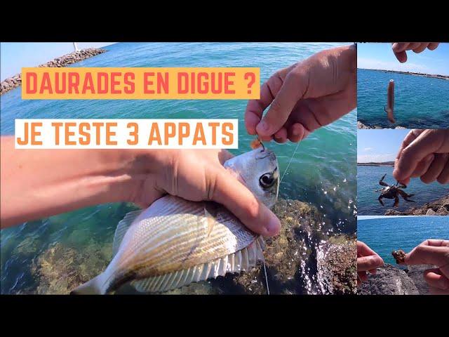 DAURADES en DIGUE à FRONTIGNAN avec 3 APPÂTS (bibi, moule, crabe)