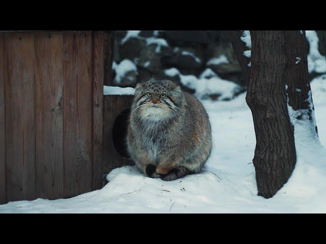 Манул греет лапки на хвосте │Pallas cat warms paws on his tail