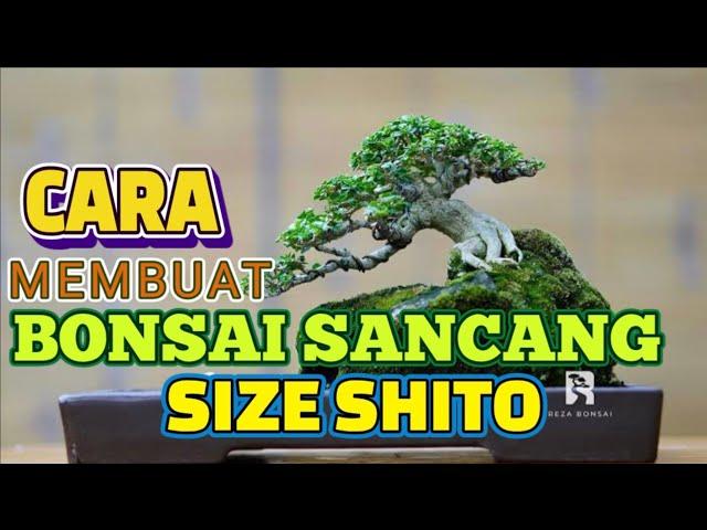 Cara Membuat Bonsai Sancang Size Shito #bonsai #bonsaisancang #bonsaishito #bonsaimame