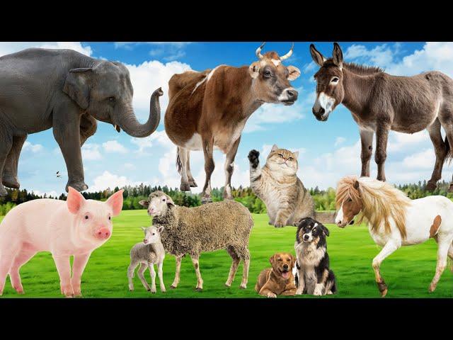 Soothing Animal Videos and Moments: Horse, Pig, Elephant, Donkey, Cat, Cow, Dog -  Animal Videos