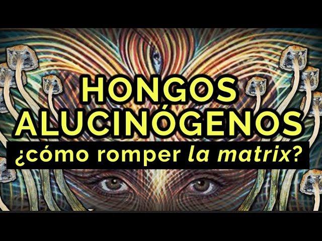 Rompiendo la matrix en HONGOS de PSILOCIBINA - Experiencia completa