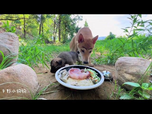 Immersive outdoor dining, pastoral dog, Chinese pastoral dog, dog, daily feeding