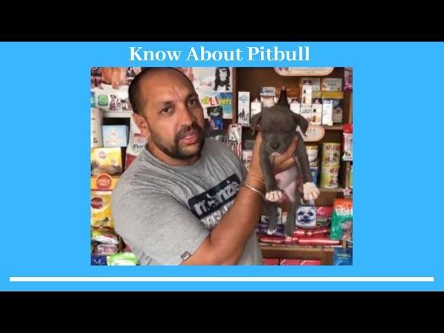 Dog Breed | Breeding - Know About Pitbull | Good Quality Puppy | American | ABPT Puppy - Bhola Shola