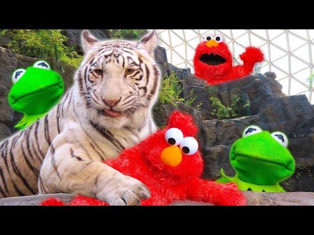 Kermit the Frog and Elmo play Hide and Seek at the Zoo!