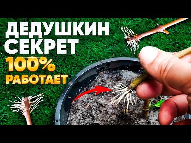 МЕТОД УКОРЕНЕНИЯ любой палки! РАБОТАЕТ 100%