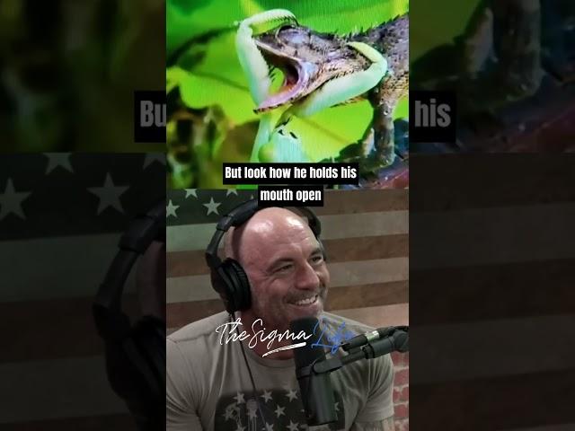 Crazy Praying Mantis vs. Lizard FIGHT - Joe Rogan