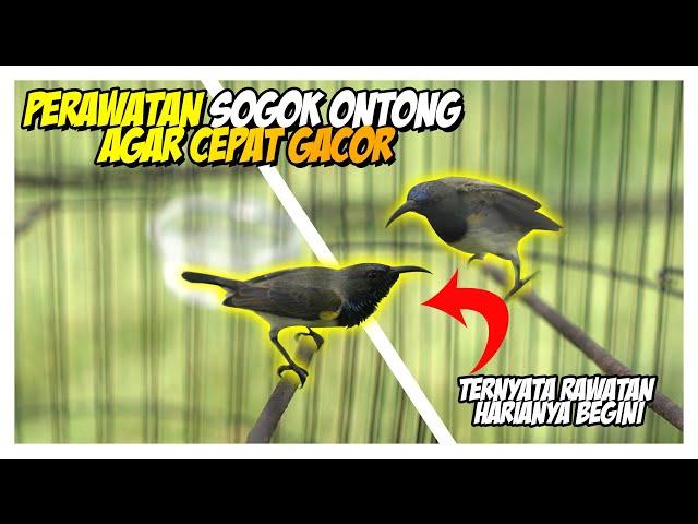 Perawatan Sogok Ontong Agar Cepat Gacor