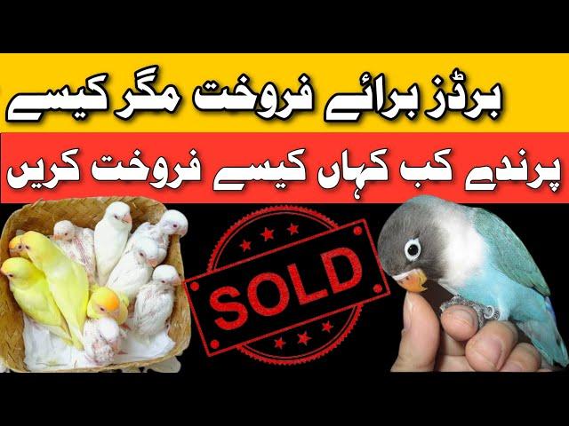 How to sale birds | birds sale kese karen | sale love birds