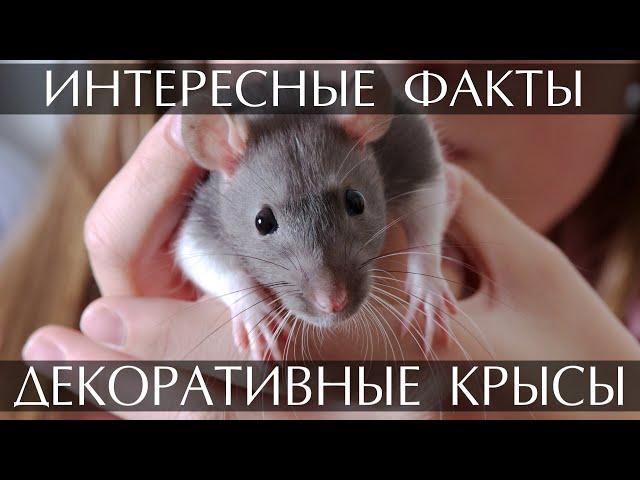 Декоративные Крысы - интересные факты