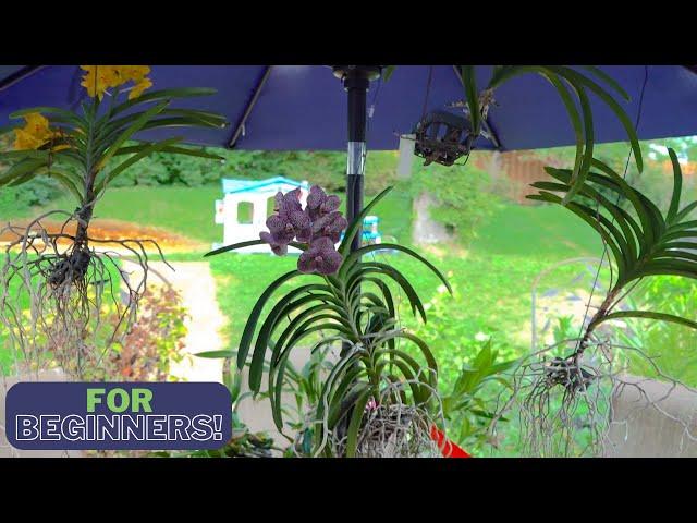 My Favorite Most Successful Method of Growing Vanda Orchids  - Must Watch!