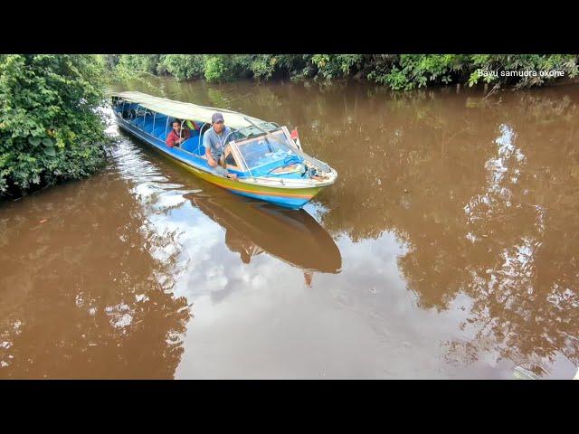 Stop taxi, di dalam hutan, pedalaman kalimantan tengah