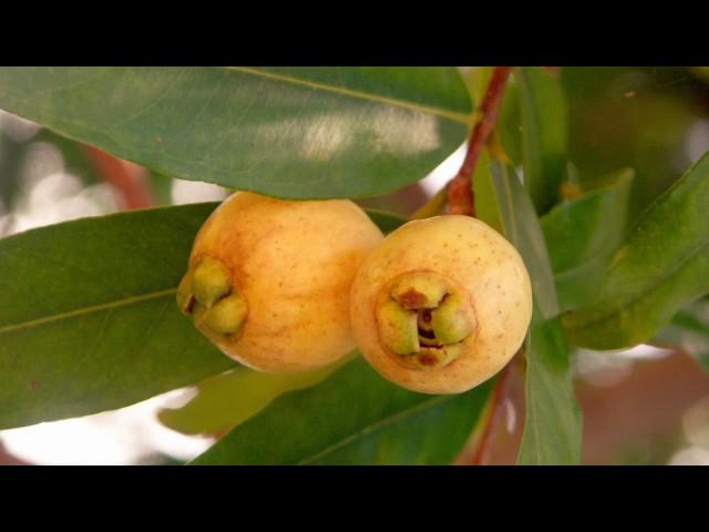 10 plants that will make you happy. Plant # 1 - Rose Apple.