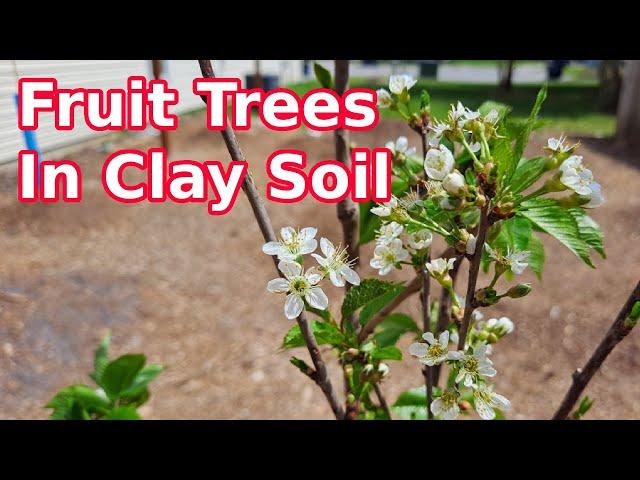 How I Planted My Fruit Trees in Clay Soil