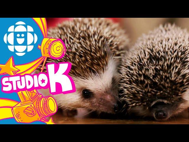 Studio K Safari: Hedgehog | CBC Kids