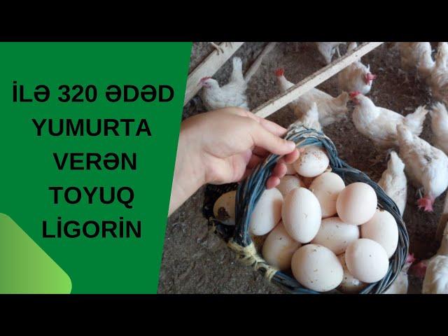 İLE 320 ƏDƏD YUMURTA VEREN TOYUQ LİQORİN TOYUQ HAQQİNDA MƏLUMAT