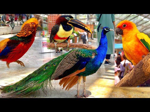 掛川花鳥園 Kakegawa Bird Park (Kachoen) 4K HDR