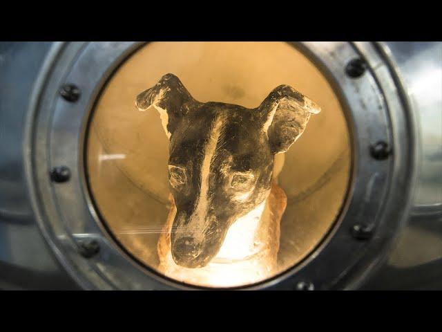 10 Tragic Facts about Laika, The First Space Dog