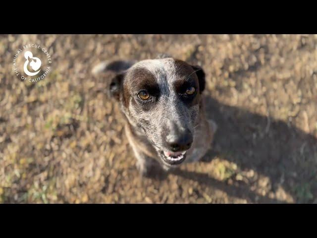 Blue Heeler Mix Found in Desert Missing One Leg