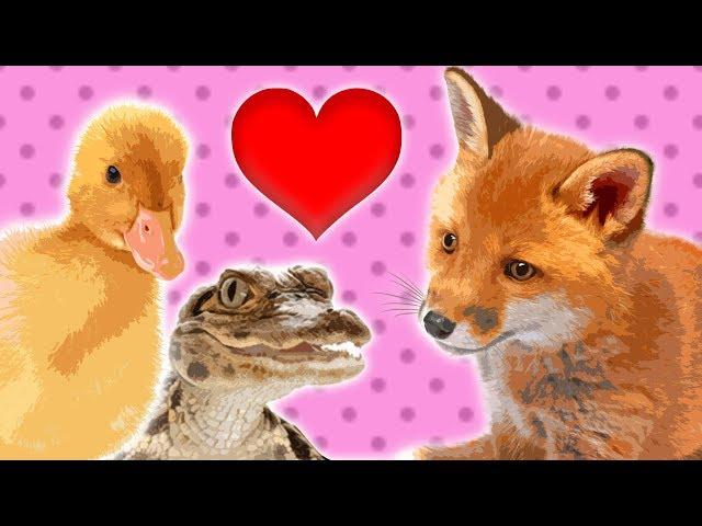 12 Baby Animals for Kids || Cute Animals for Kids || Learn Animal Names