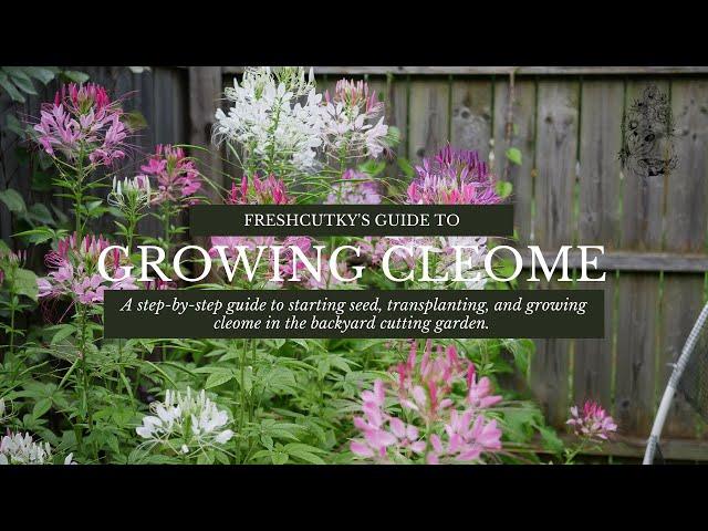 How to Grow Cleome Spider Plant from Seed Growing Cut Flower Garden Annuals