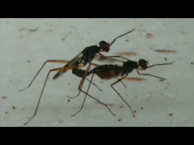 Ants/Insects In Mating