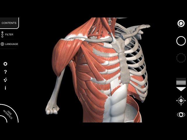 Human Anatomy App - Muscular System - Tutorial 2016