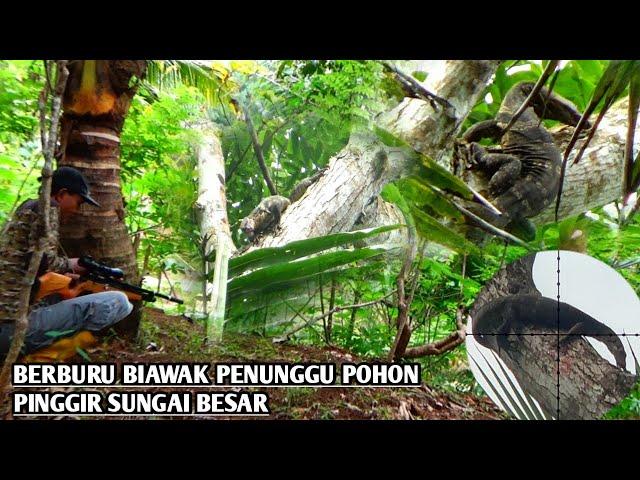 MENGURANGI KADAL BURIK HAMA TERNAK AYAM || BERBURU BIAWAK SPOT PINGGIR SUNGAI