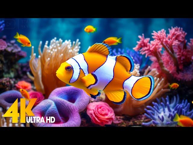 Aquarium 4K VIDEO (ULTRA HD)  Beautiful Coral Reef Fish - Relaxing Sleep Meditation Music #12