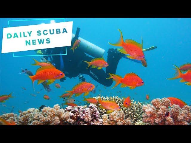 Daily Scuba News - Are You A GUE?