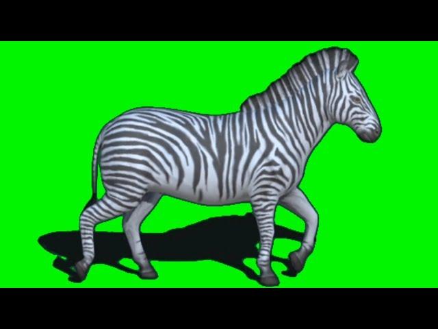 zebra moving  Green screen video free download - Free copyright