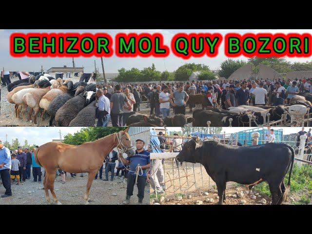 BEHIZOR MOL QUY BOZORI NARHLARI. Arzonmi nima deysizlar ?