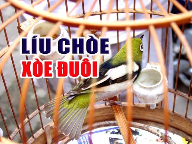 Luyện Giọng + Líu Xòe - Ép giọng vành khuyên non líu chòe - xòe đuôi cực chất.