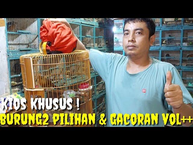 KIOS KHUSUS BURUNG2 PILIHAN, GACORAN VOL++ DAN BAHAN RAWATAN