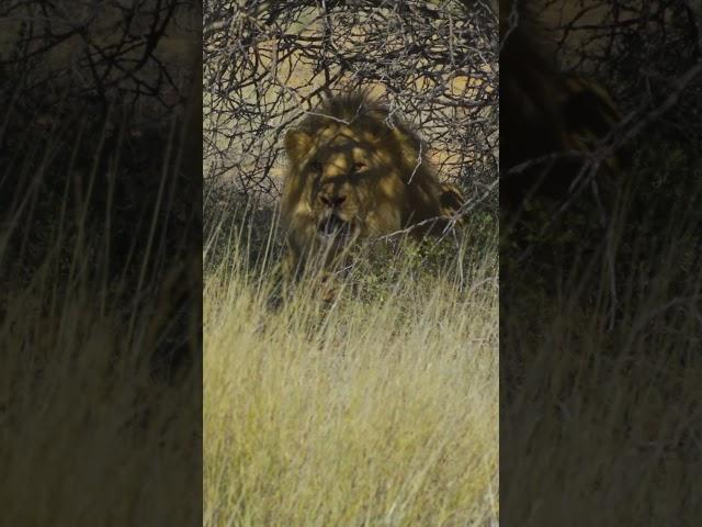 LION HUNT. NOT FOR SENSITIVE VIEWERS #lionhunt #TheFinalStand   #FilmYourSafari #PrecisionShot