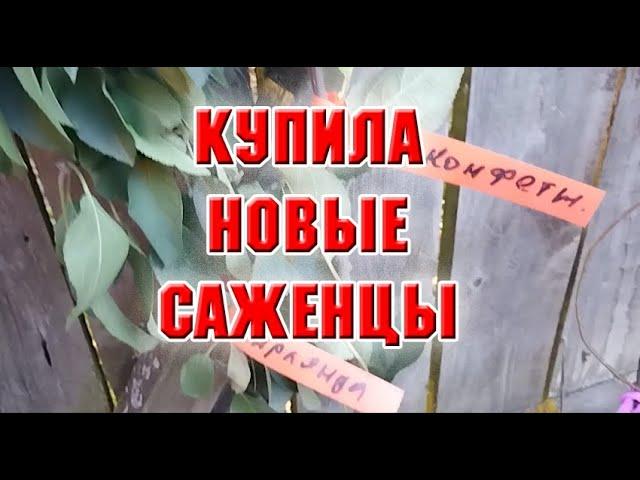 Купила новые саженцы