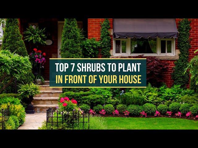 TOP 7 SHRUBS TO PLANT IN FRONT OF YOUR HOUSE 