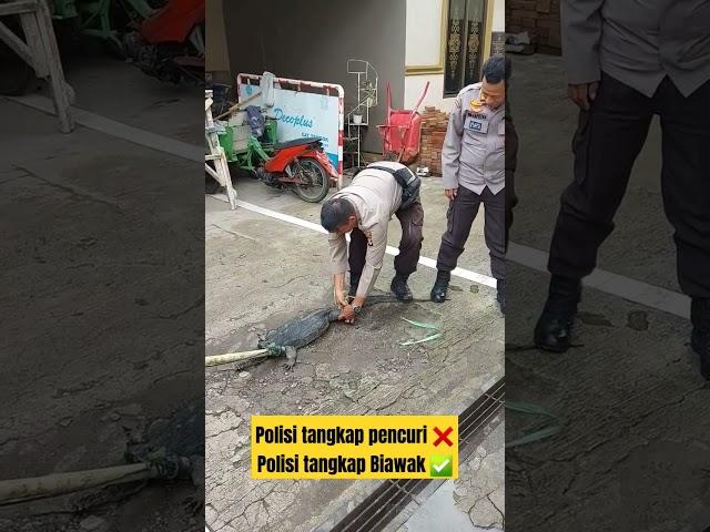 Biawak raksasa di tangkap Polisi #video #shorts #polisi #biawak