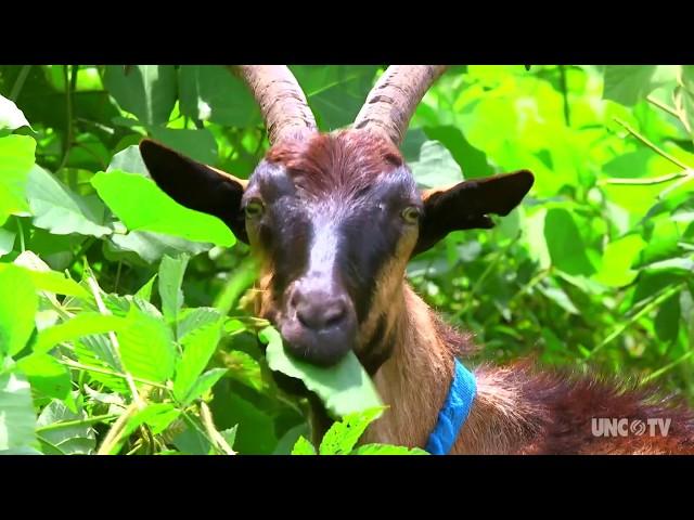 Goats on this NC farm are helping control the invasive Kudzu weed
