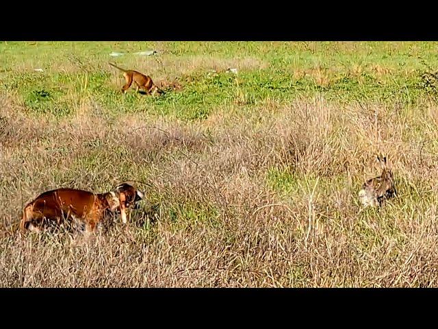 Caccia alla lepre SPETTACOLO #caccia #hunting #scovo