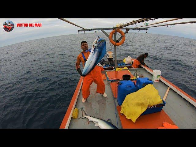 Increíble Pesca de Perico(Dorado) Hombre vs Tiburón