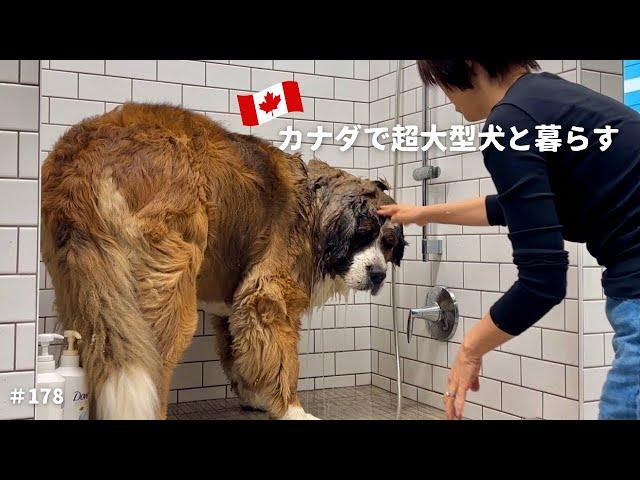 There is LITTERING in Canada / Washing 182lbs dog / Big Dog's life in rural Canada