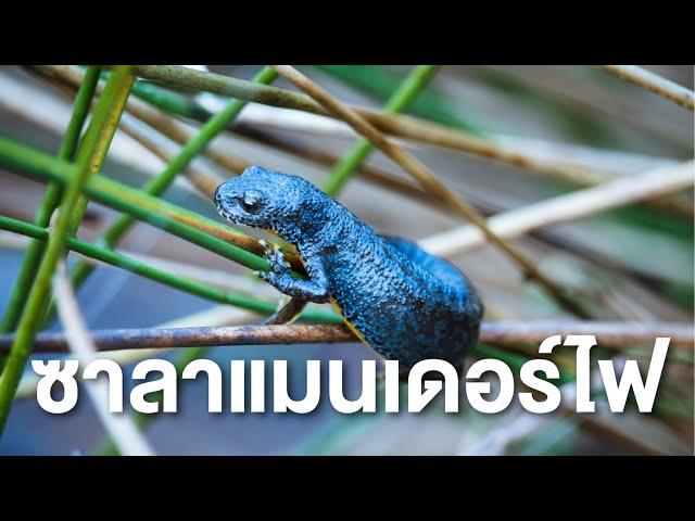 สารคดี สำรวจโลก ตอน ซาลาแมนเดอร์ไฟ (เต็มเรื่อง)