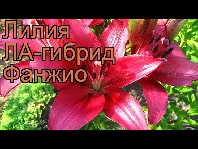 Лилия ла-гибрид Фанжио (lilium la-hybrid fangio)  Фанжио обзор: как сажать, луковицы лилии Фанжио