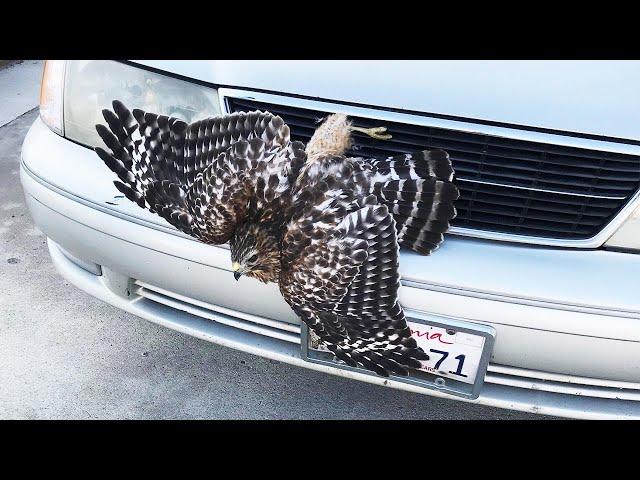 Hawk Gets Driven 30 Miles While Stuck in Car Grill